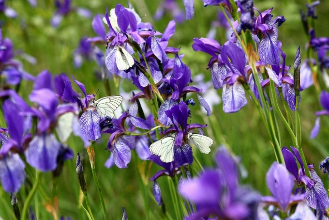 Ritorno al campo degli Iris ...